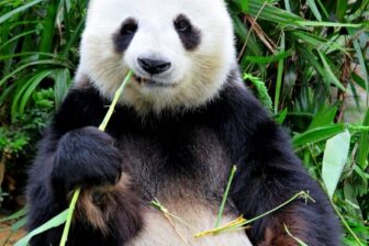 Classic China and Sichuan's Pandas (13 days)