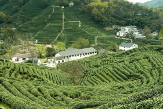 Plantations de thé Longjing - Hangzhou