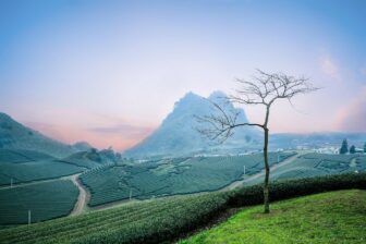 Ancient Tea Mountains in Xishuangbanna - 9 days