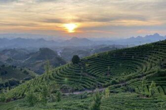 Seven Star Tea Plantation in Yangshuo