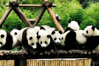 Bifengxia - 碧峰峡